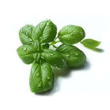 Feuille de basilic